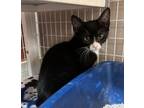 Adopt Bunches Of Oats a Domestic Short Hair
