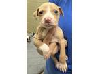 Adopt 18922 a Pit Bull Terrier