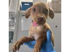Adopt Snelly a Mixed Breed