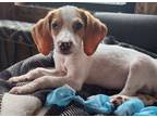Adopt Biscuit a Hound, Mixed Breed