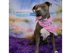 Adopt Savanna a Pit Bull Terrier