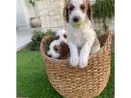 Goldendoodle Puppy for sale in Horizon City, TX, USA