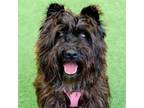 Adopt Ginny a Terrier