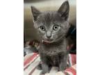 Adopt Figley a Domestic Short Hair