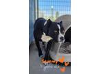 Adopt Stormy a Boxer, Staffordshire Bull Terrier