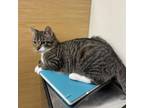 Adopt Clyde (Tater) a Domestic Short Hair