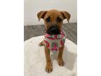 Adopt Skylar a Black Mouth Cur