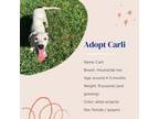 Adopt Carli a Hound, Labrador Retriever