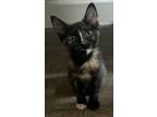 Adopt Poppy the Sweet Tortie a Domestic Short Hair