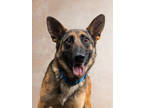 Adopt Poppy a German Shepherd Dog, Mixed Breed