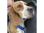 Adopt Gerri - IN FOSTER a Beagle, Mixed Breed