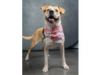 Adopt Adelina a Pit Bull Terrier, Mixed Breed