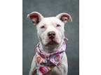 Adopt Jazminee a Pit Bull Terrier, Mixed Breed