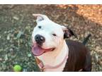 Adopt Charolette a Mixed Breed