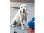 Adopt Cassie Snow a Mixed Breed