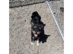 Adopt Fable a Yorkshire Terrier, Mixed Breed