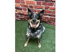 Adopt Blue Shoes a Cattle Dog, Mixed Breed