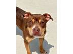 Adopt Maple a Pit Bull Terrier, Mixed Breed