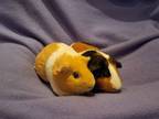 Adopt Saffron and Sage a Guinea Pig