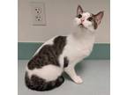 Adopt Phoebe a Extra-Toes Cat / Hemingway Polydactyl, Domestic Short Hair