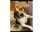 Adopt Sadie - fostered in KC a Beagle
