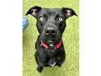 Adopt Jeepers Creepers a Mixed Breed