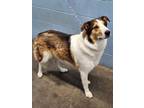 Adopt Serena-NOT AVAILABLE UNTIL 06/08 a Collie, Mixed Breed