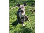 Adopt Lilo (HW-) a Pit Bull Terrier, Mixed Breed