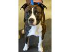 Adopt Victory a Pit Bull Terrier, Mixed Breed