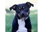 Adopt Cookie a Pit Bull Terrier