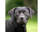 Adopt Macey a Black Labrador Retriever, Pit Bull Terrier