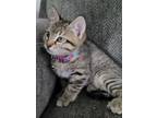 Adopt Candace a Domestic Short Hair, Tabby