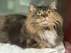 Adopt Hiccup a Domestic Long Hair
