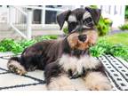 Schnauzer (Miniature) Puppy for sale in Fort Wayne, IN, USA