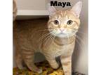 Adopt Maya 240390 a Domestic Short Hair