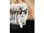 Adopt Caely a Domestic Short Hair
