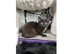 Adopt Blakely a Domestic Short Hair