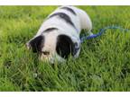 Adopt Sugarr a Saint Bernard, German Shepherd Dog