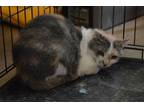 Adopt Nelly a Calico, Domestic Short Hair