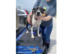 Adopt Athena a Border Collie, Pit Bull Terrier