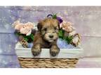 Soft Coated Wheaten Terrier Puppy for sale in Kansas City, MO, USA