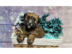 Soft Coated Wheaten Terrier Puppy for sale in Kansas City, MO, USA