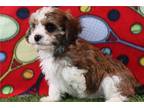 Cavachon Puppy for sale in Canton, OH, USA