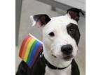 Adopt Cassidy a Pit Bull Terrier, Mixed Breed