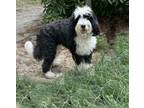 Adopt Teddy a Bernese Mountain Dog, Poodle