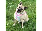 Adopt Tilly a Shepherd, American Staffordshire Terrier