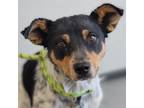 Adopt Tere a Mixed Breed