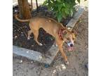 Adopt Marley a Boxer, Pit Bull Terrier