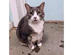 Adopt Toonces a Domestic Short Hair