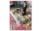 Adopt Athena a German Shepherd Dog, Mixed Breed